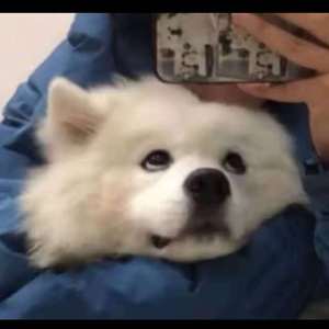 99视频国产精品
